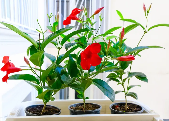 Nipare - Dimore Partenopee Napoli