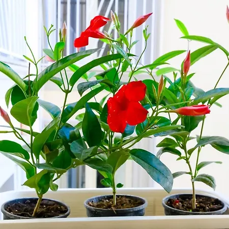 Daire Nipare - Dimore Partenopee *